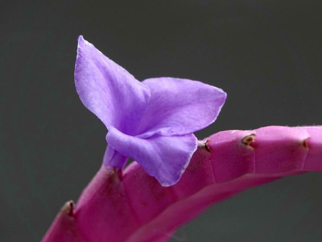 Wallisia cyanea