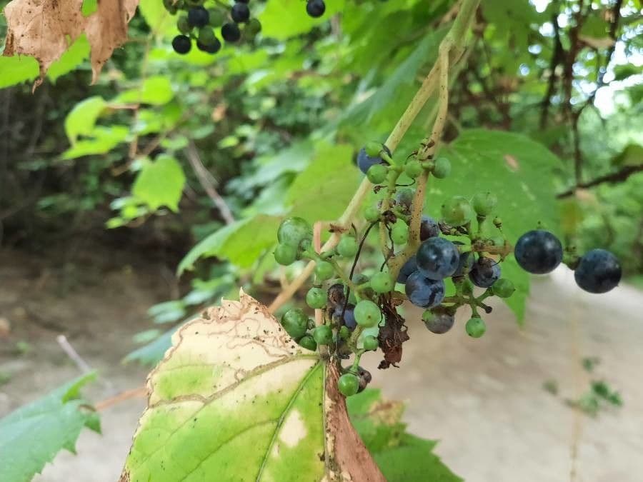 Vitis vulpina