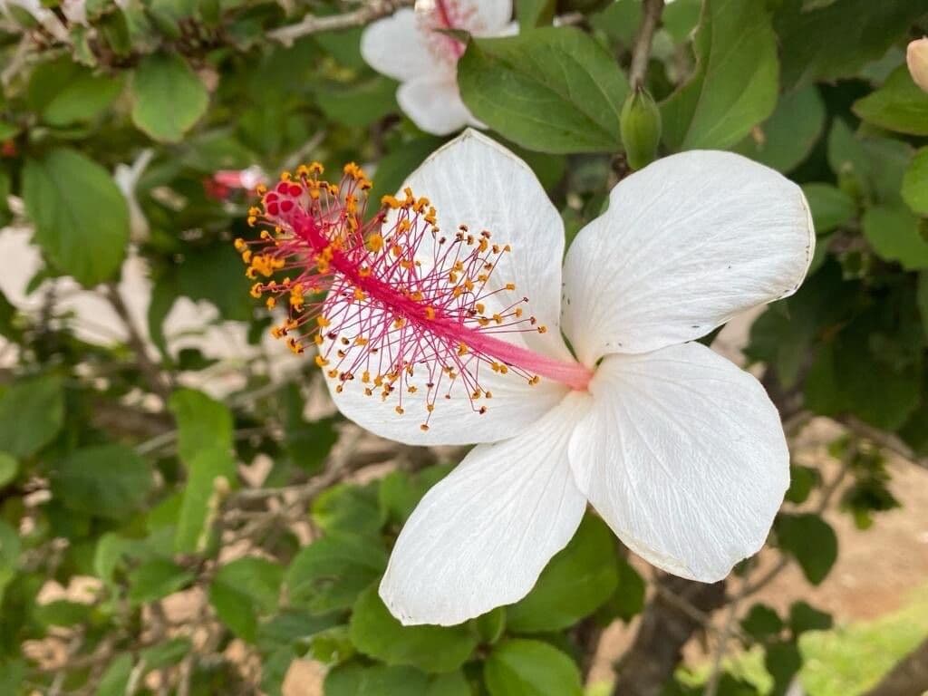 Hibiscus arnottianus