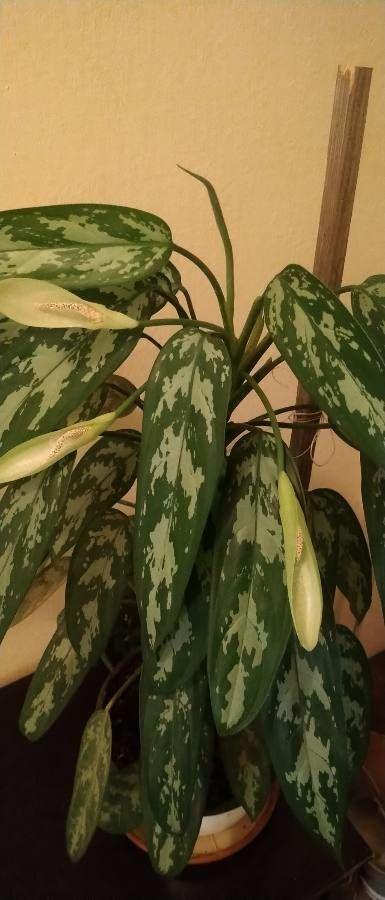 Aglaonema nitidum