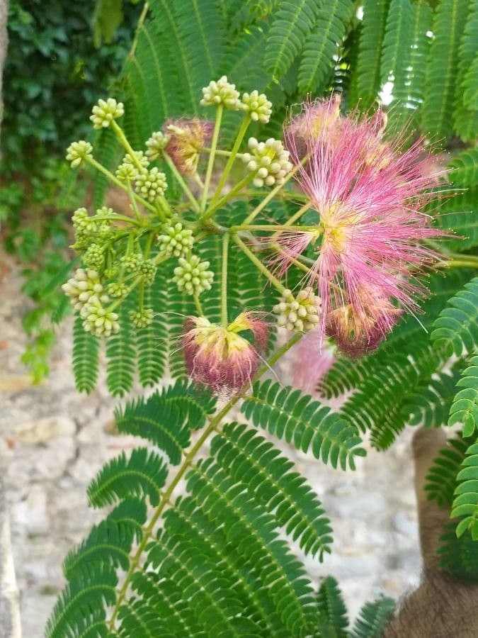 Albizia julibrissin