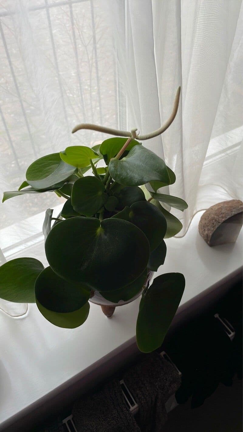 Peperomia polybotrya