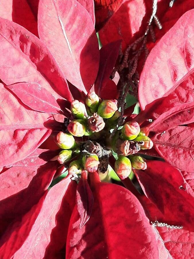 Euphorbia pulcherrima