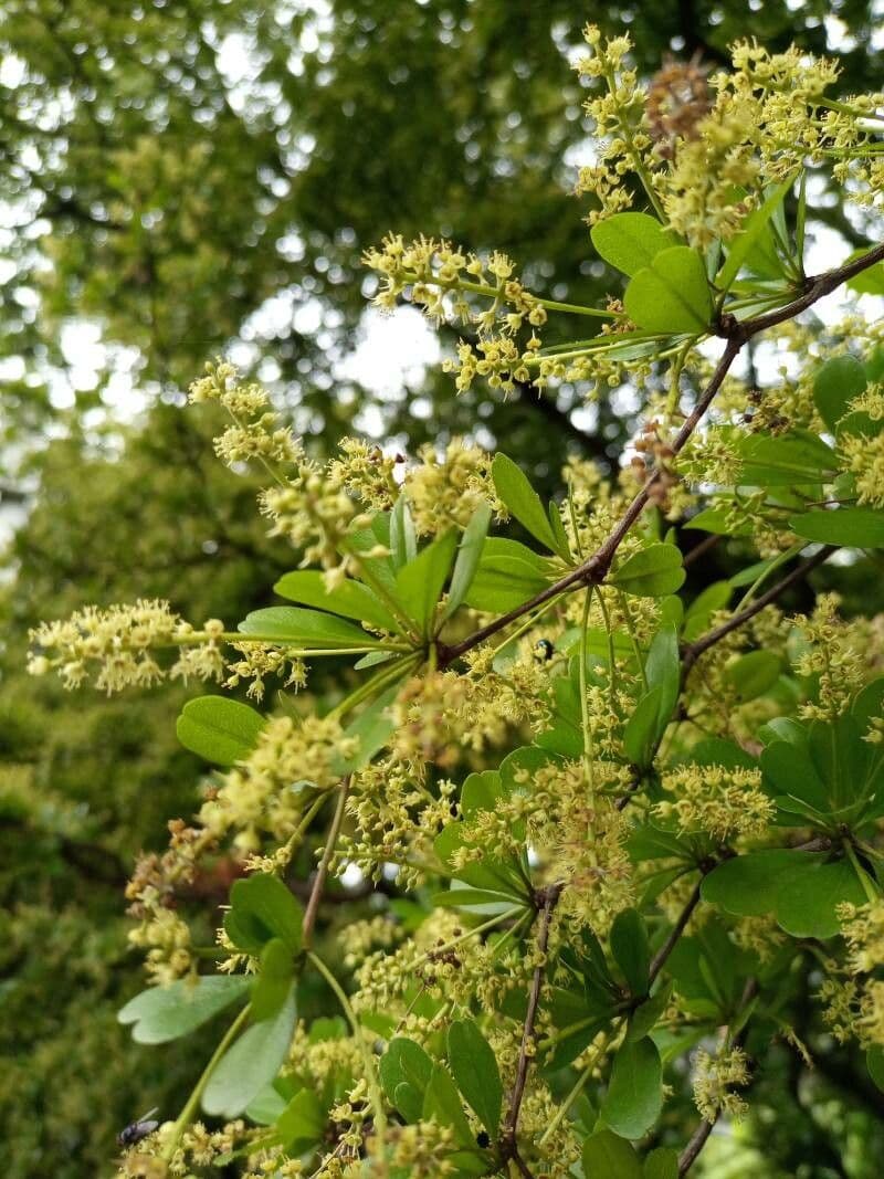 Terminalia mantaly