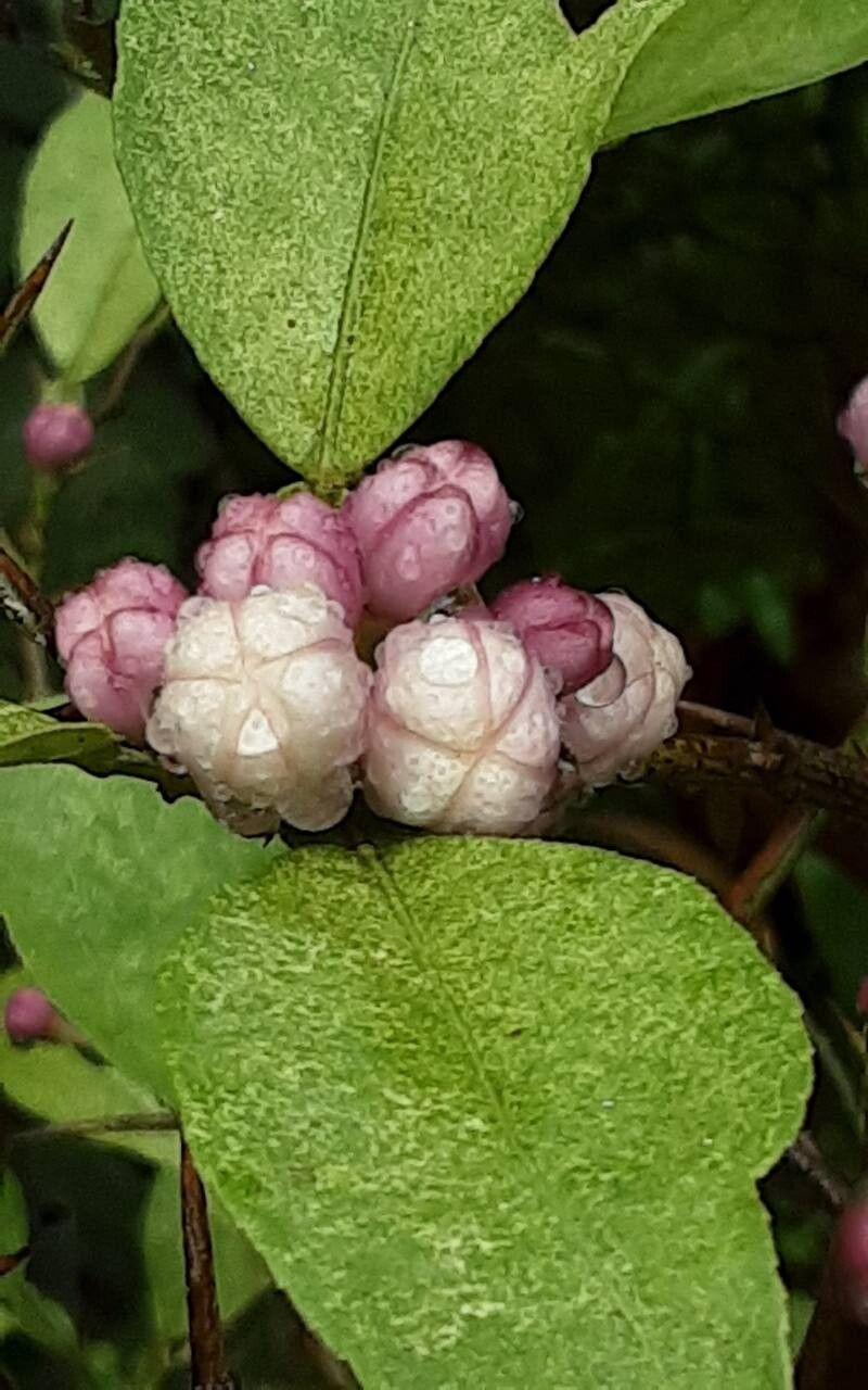 Citrus japonica