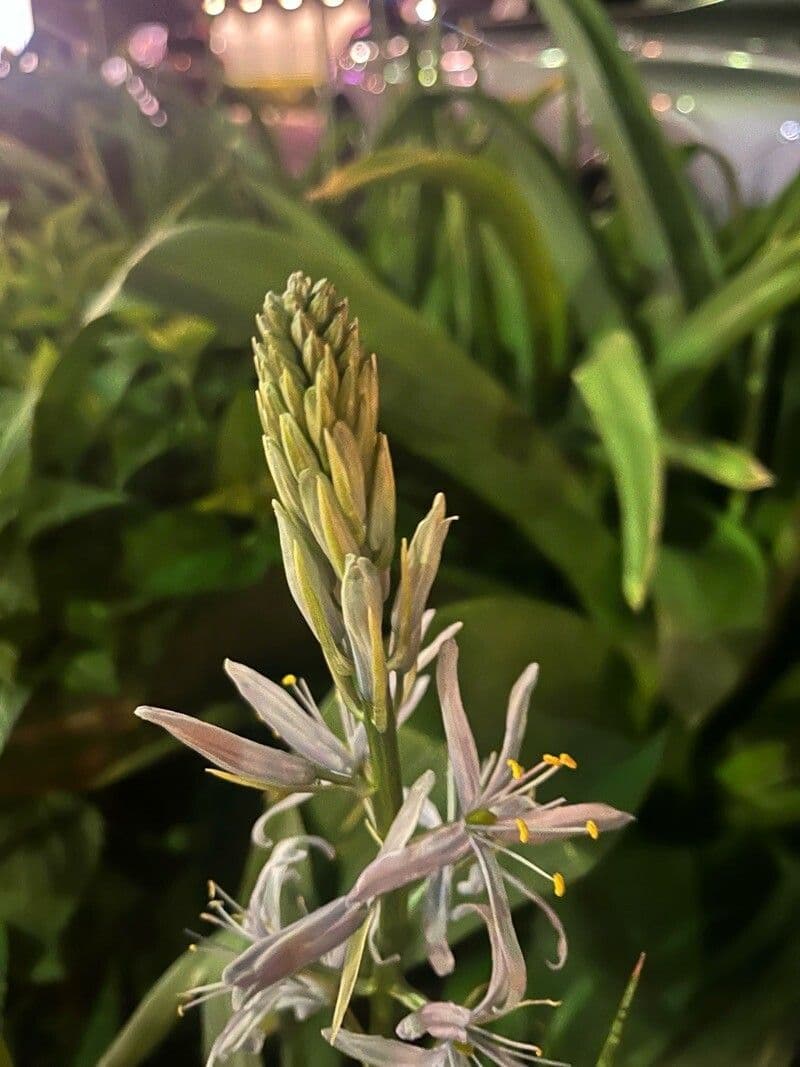 Camassia cusickii