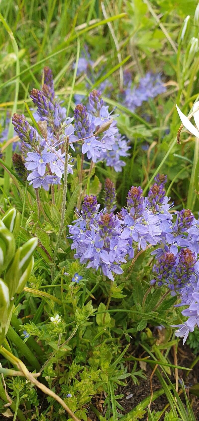 Veronica prostrata