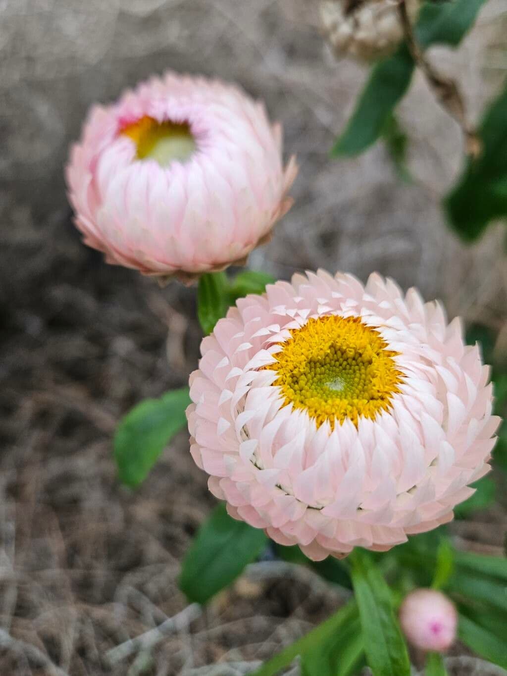 Xerochrysum bracteatum