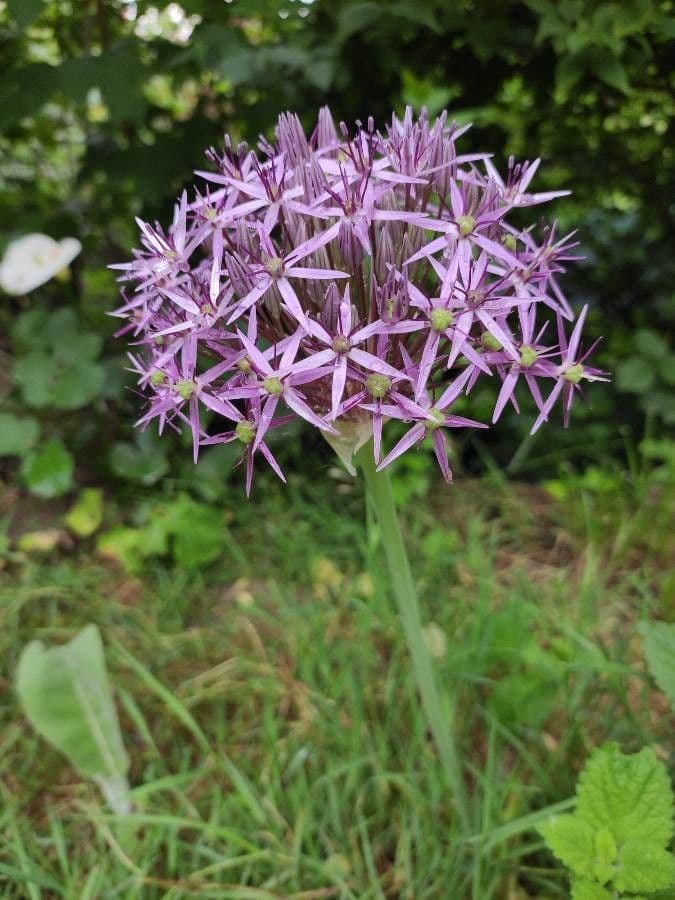 Allium nigrum