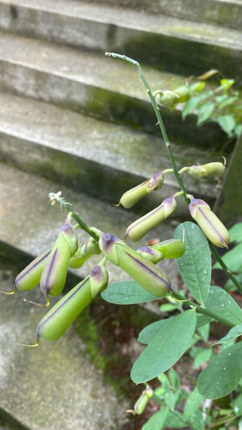 Crotalaria retusa