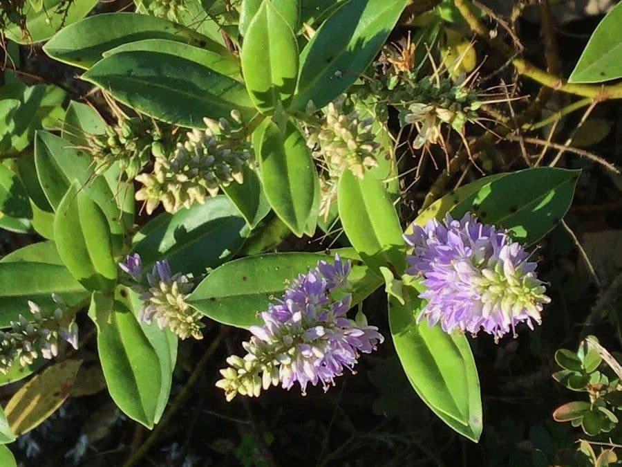 Veronica salicifolia