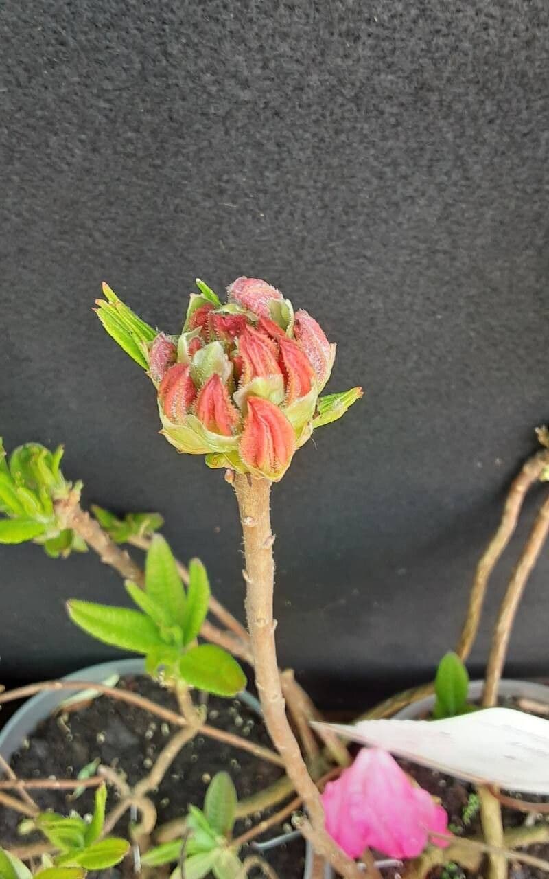 Rhododendron molle
