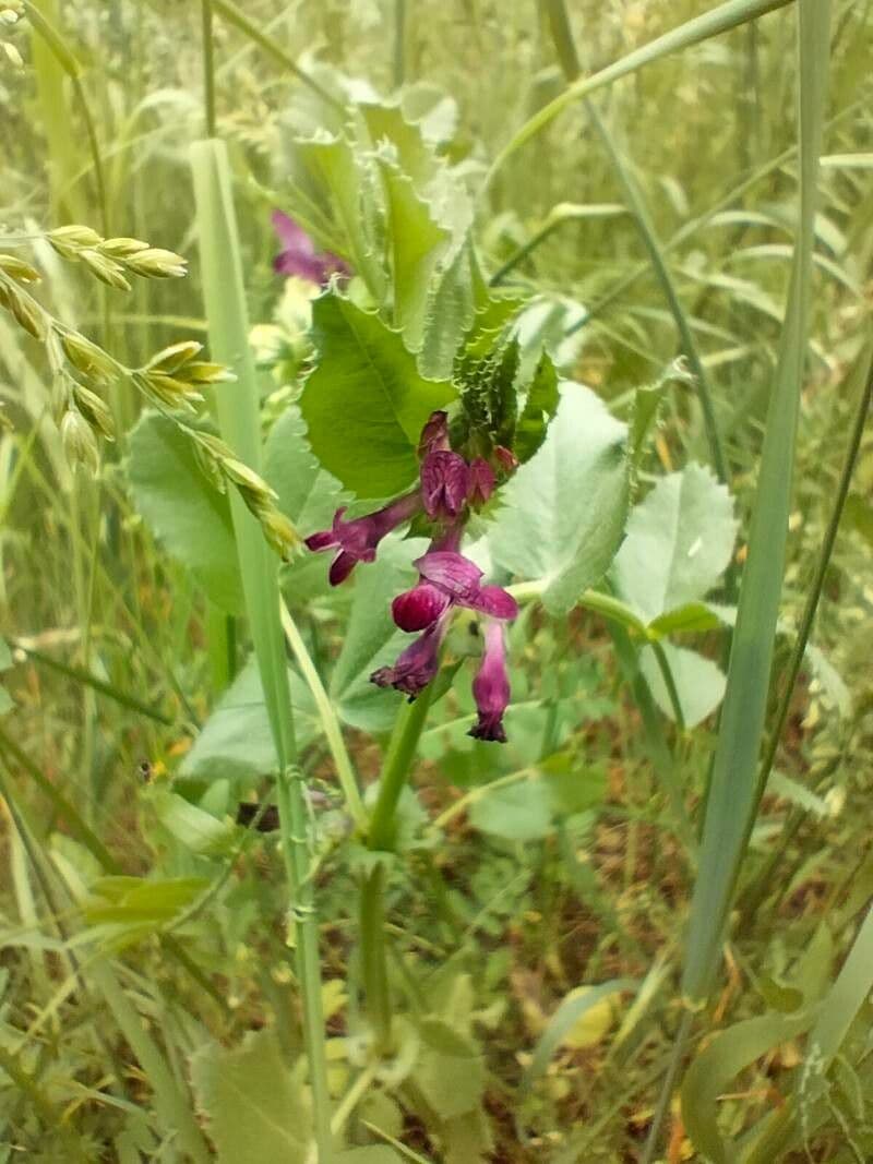 Vicia serratifolia