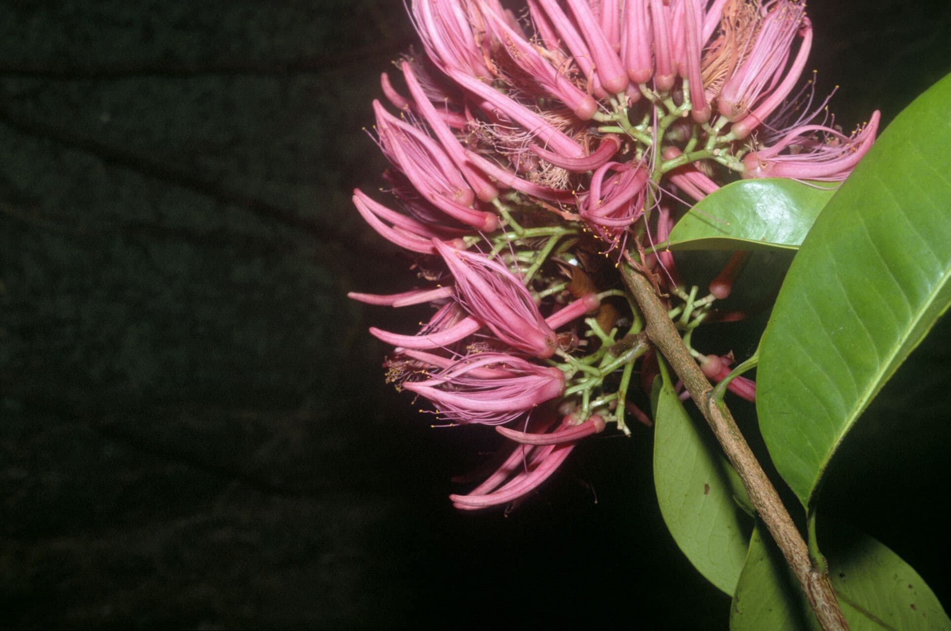 Vantanea guianensis