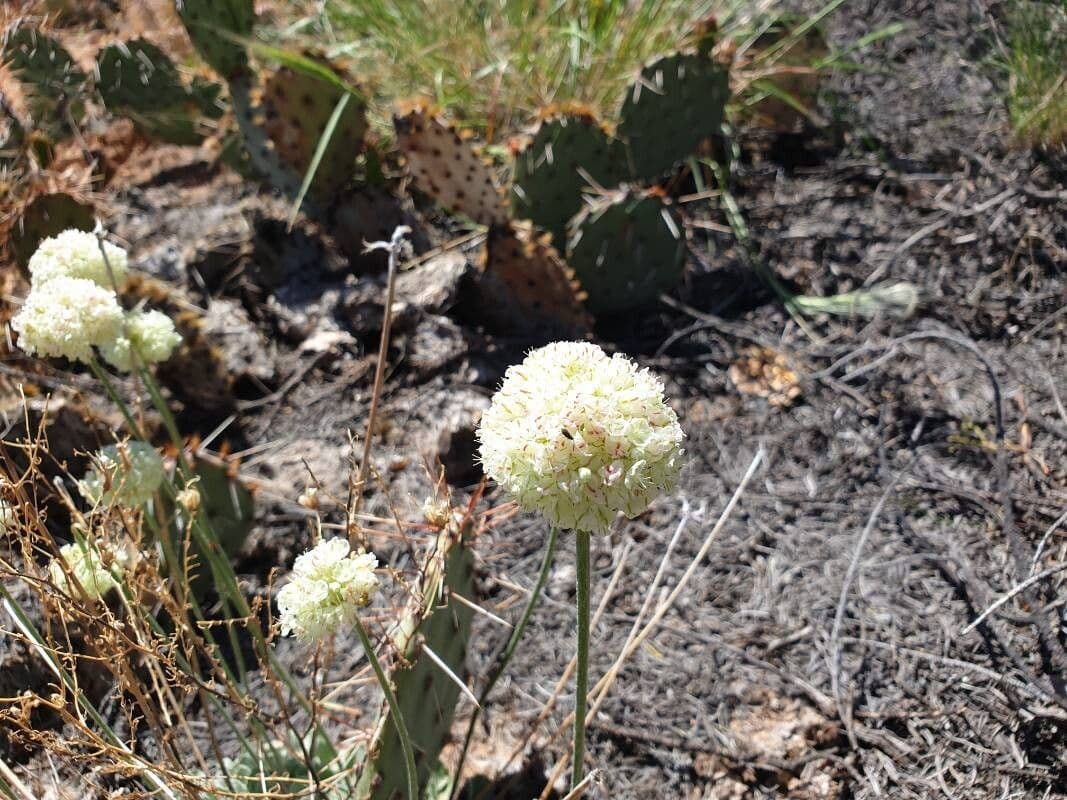 Eriogonum ovalifolium