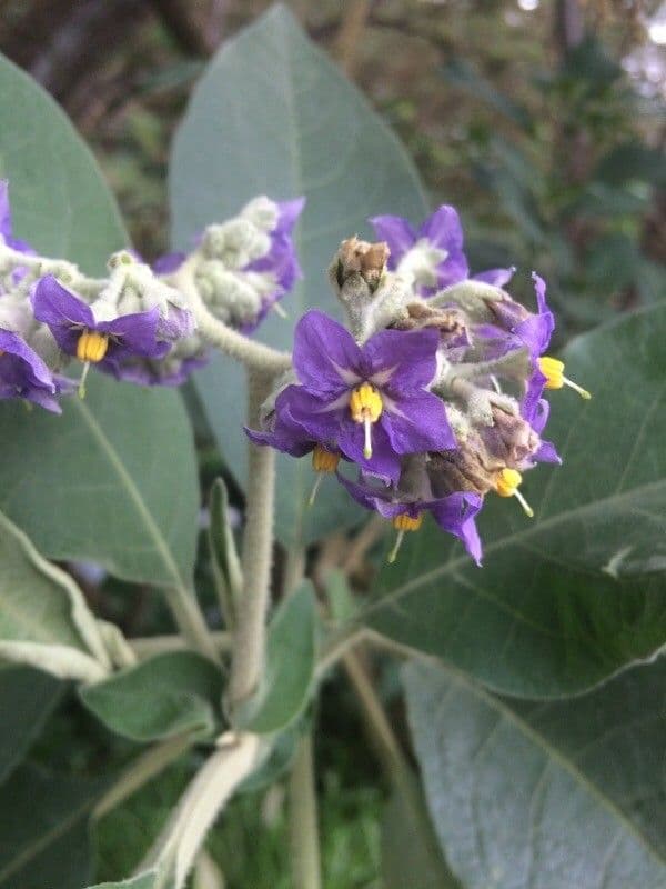 Solanum mauritianum