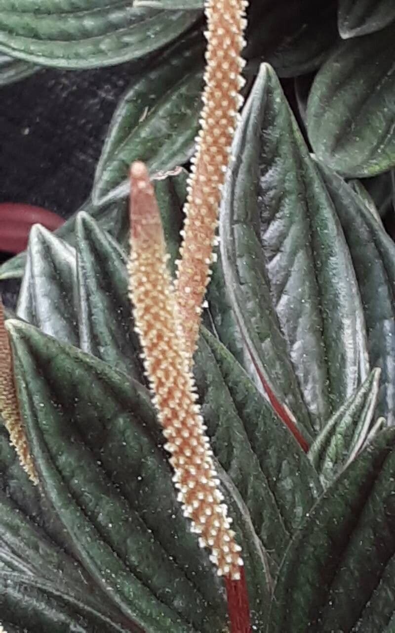 Peperomia caperata