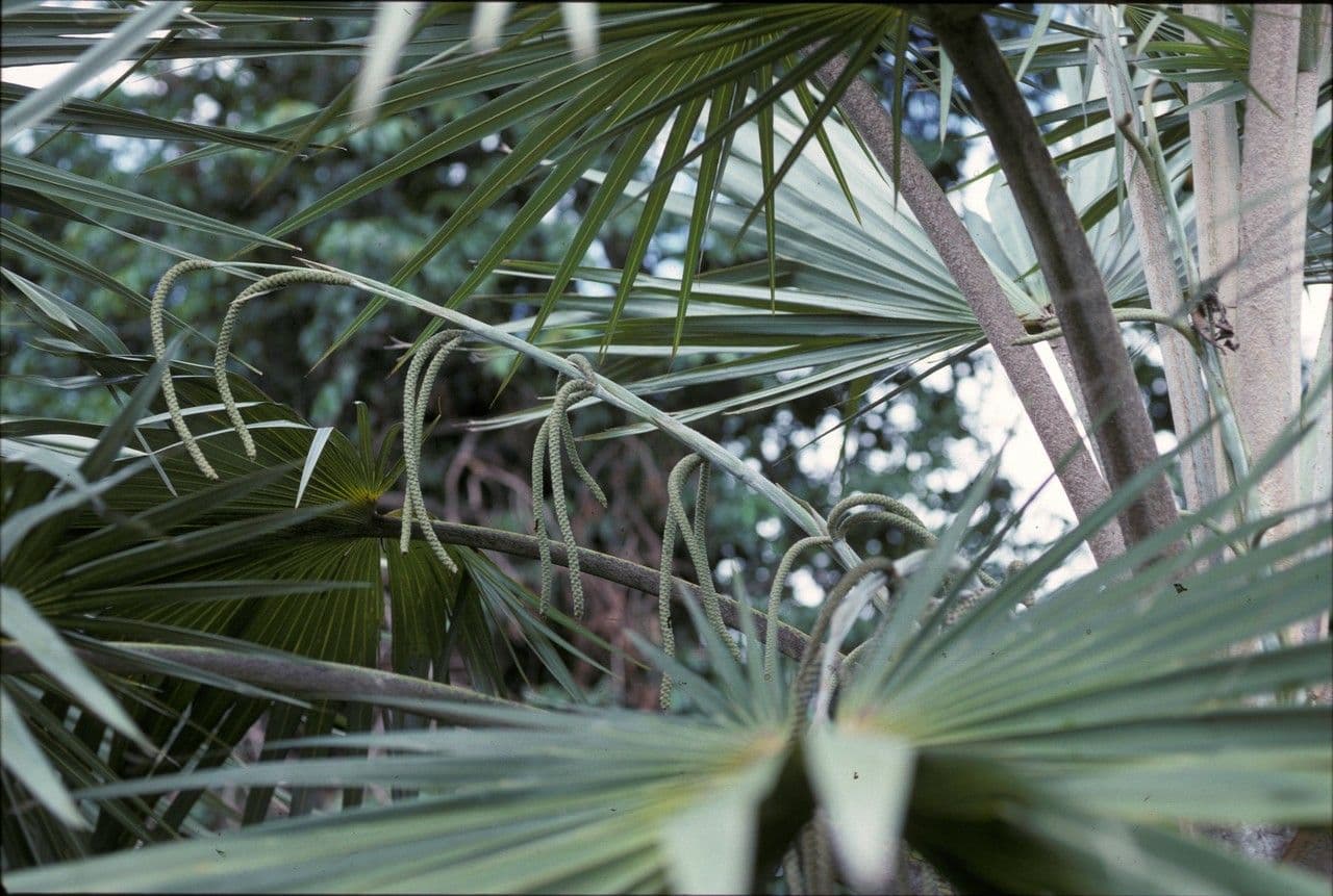 Latania lontaroides