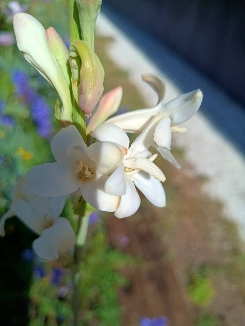 Agave amica