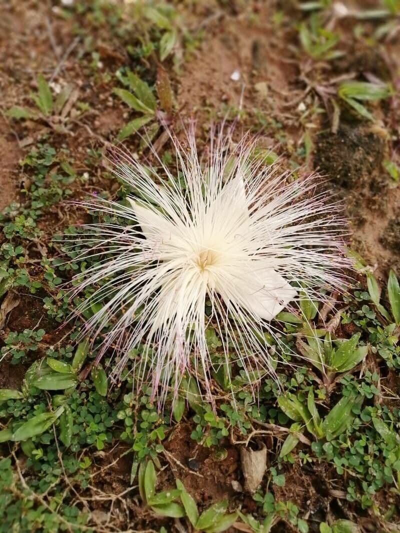 Barringtonia asiatica