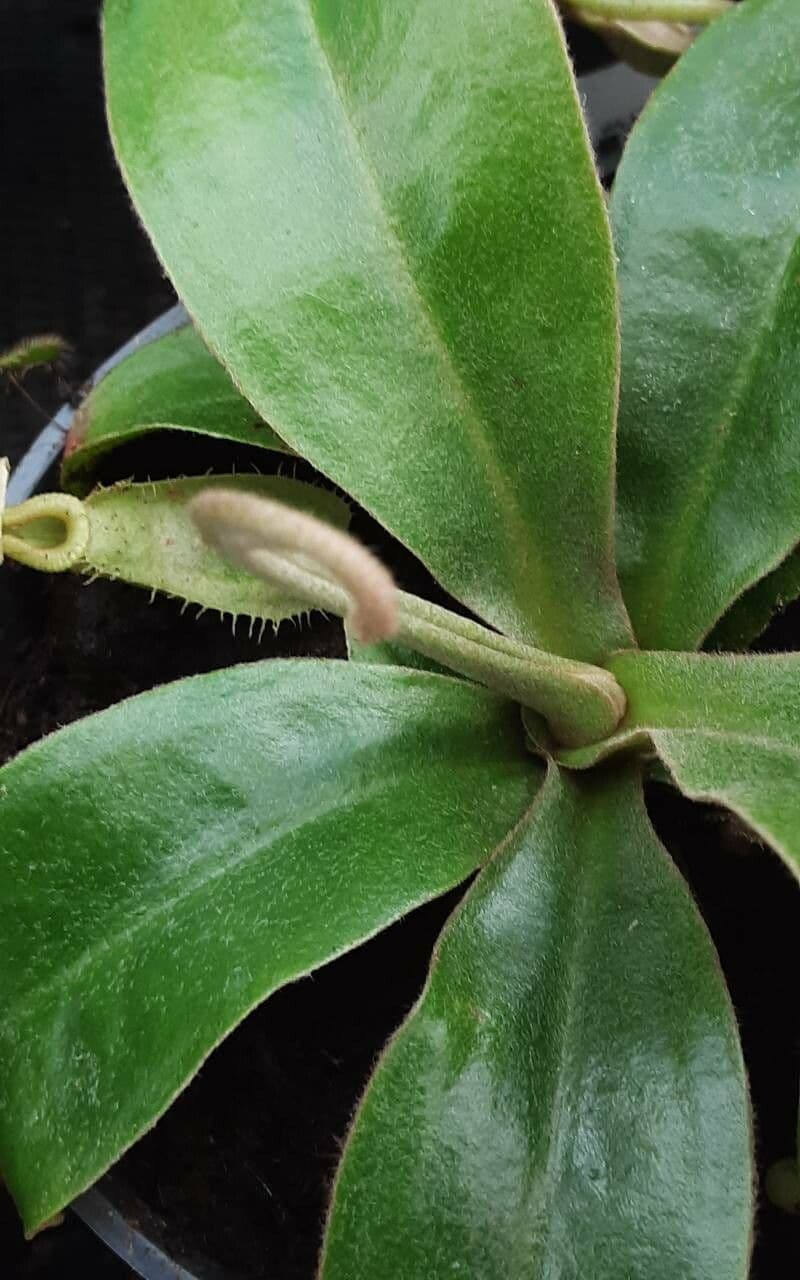 Nepenthes vieillardii