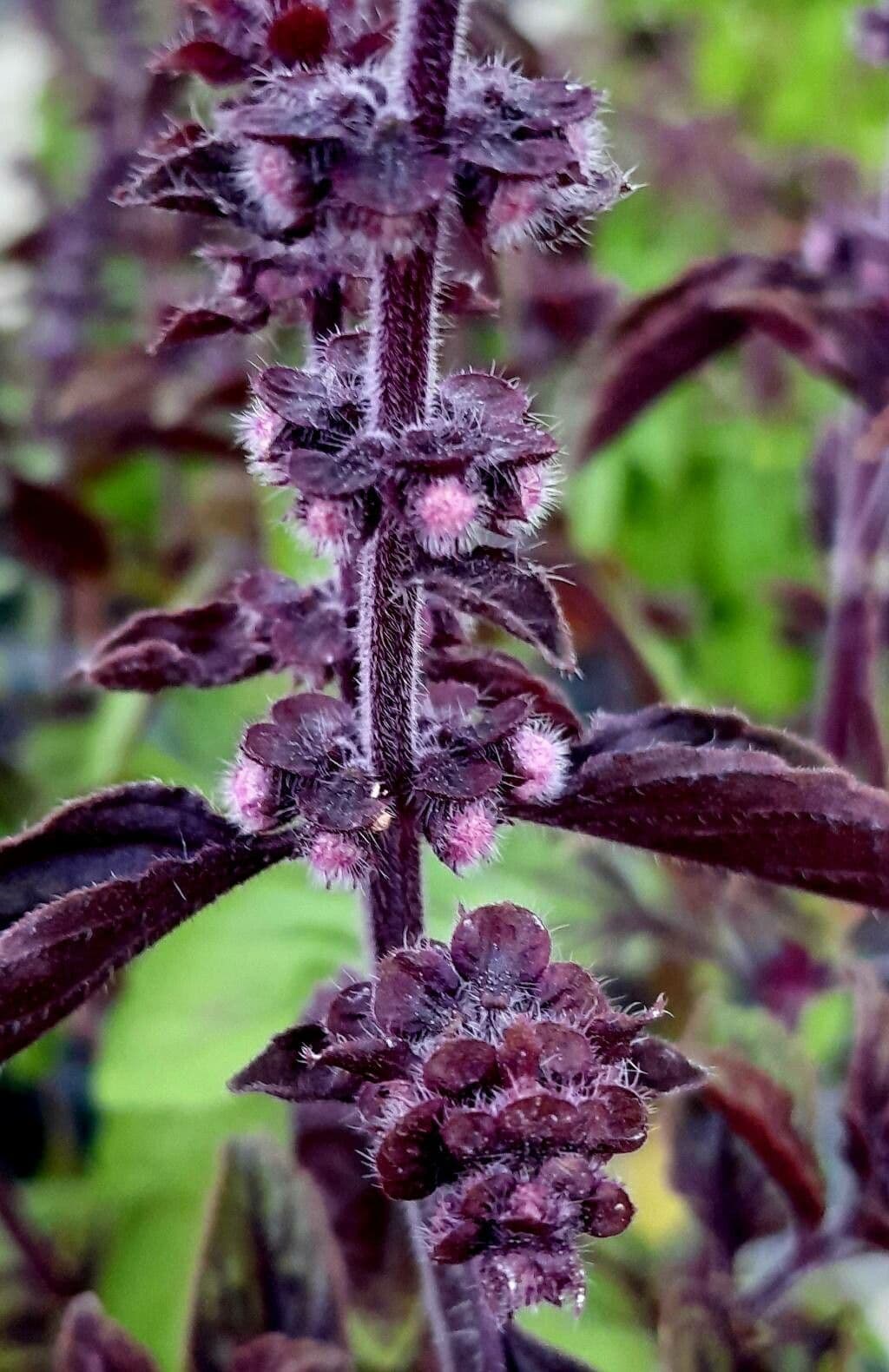 Ocimum kilimandscharicum