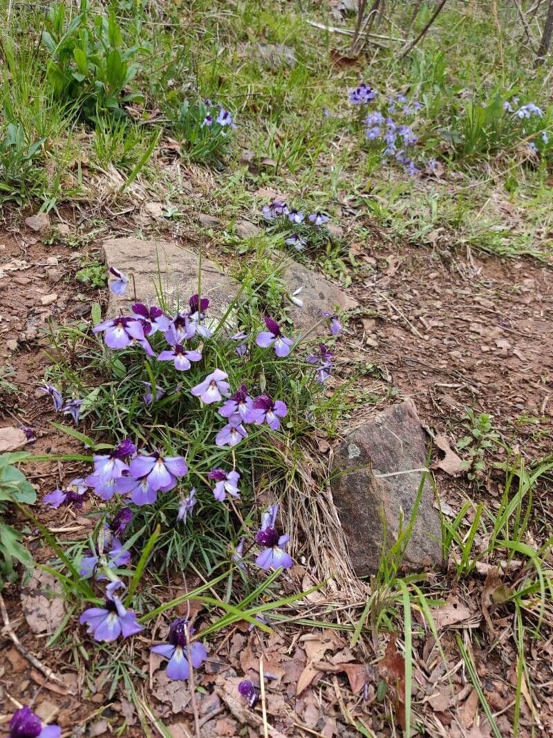 Viola pedata