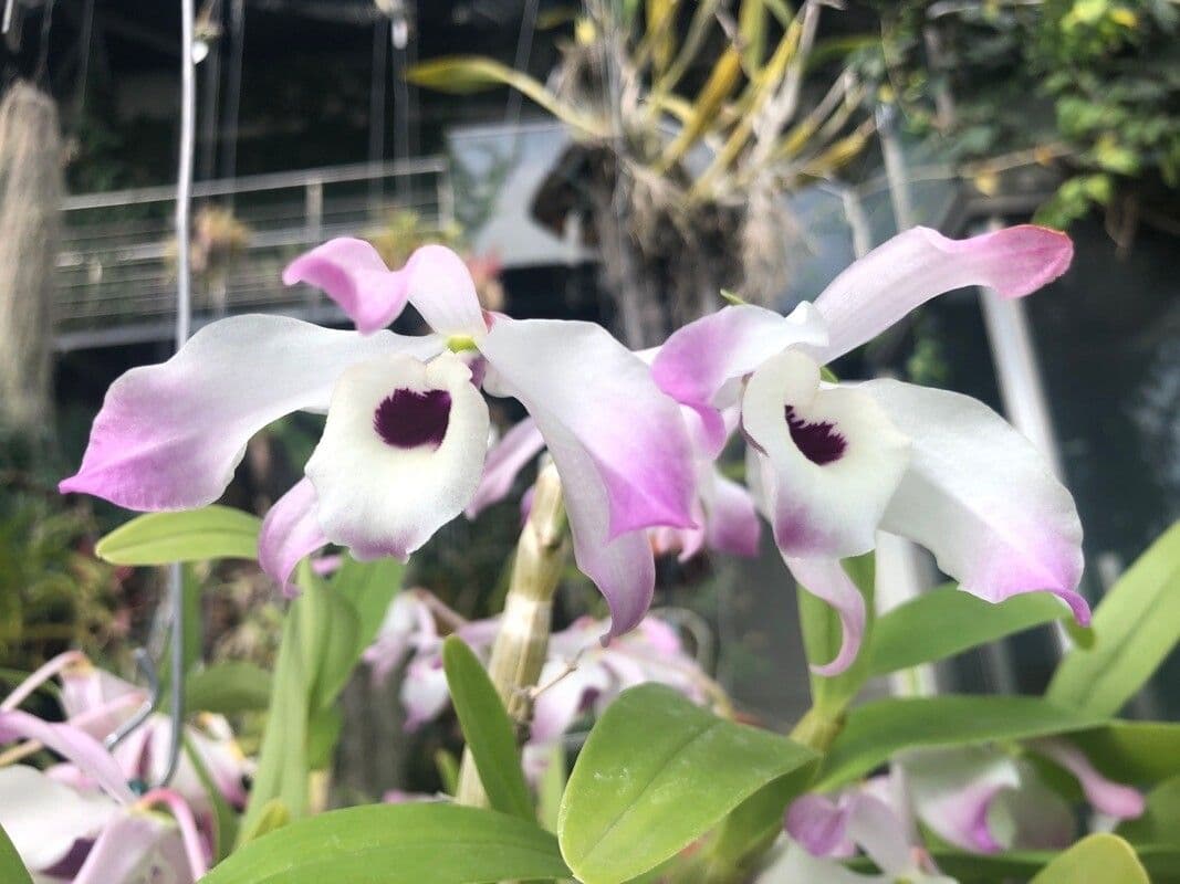 Dendrobium nobile