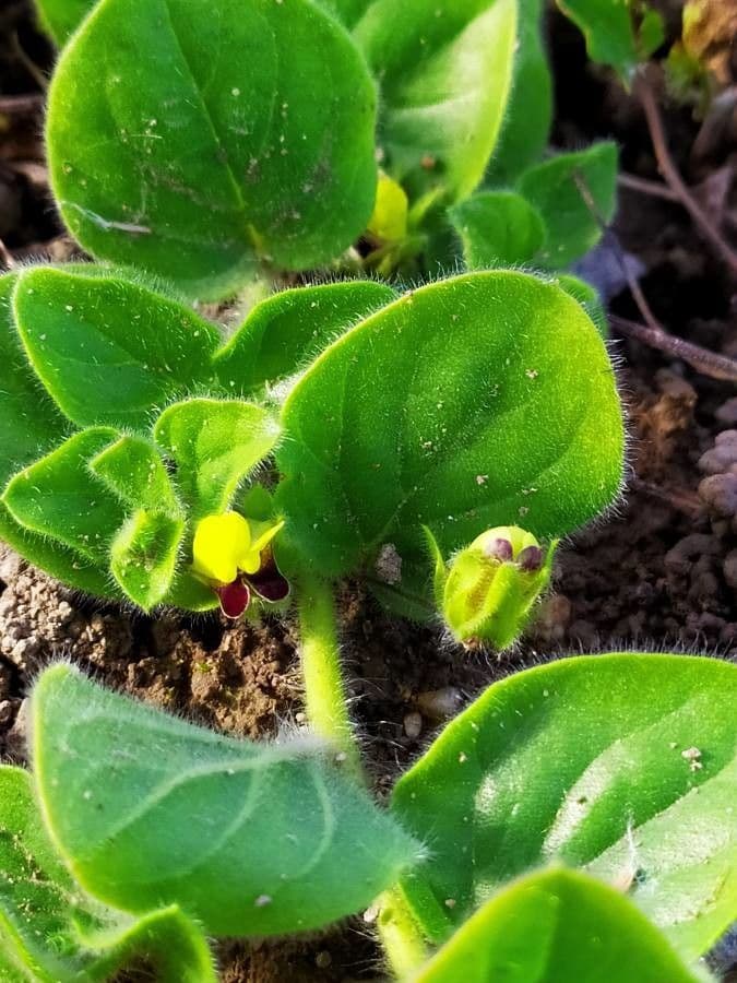 Kickxia spuria