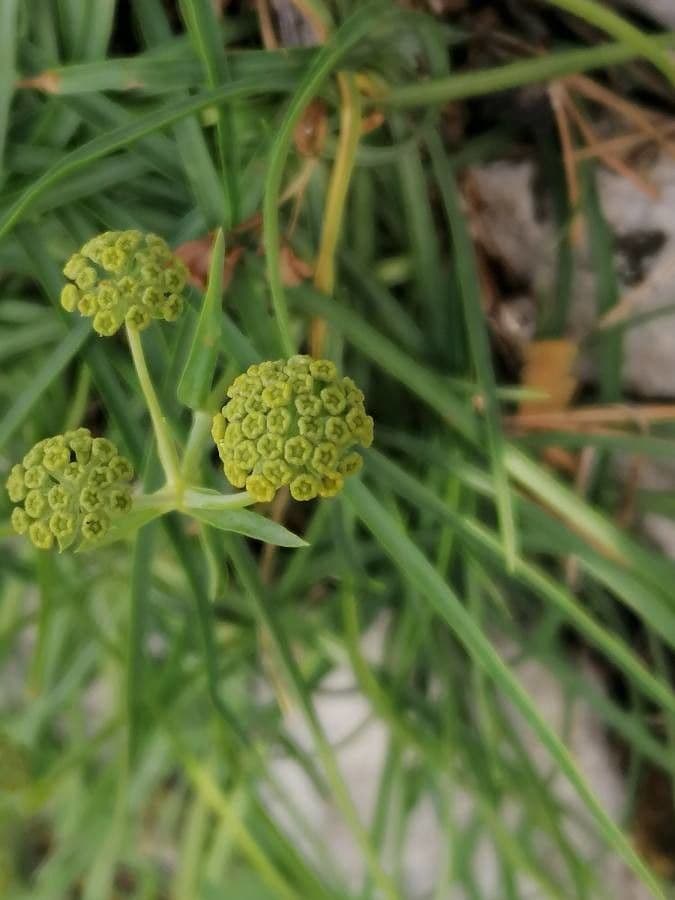 Bupleurum petraeum