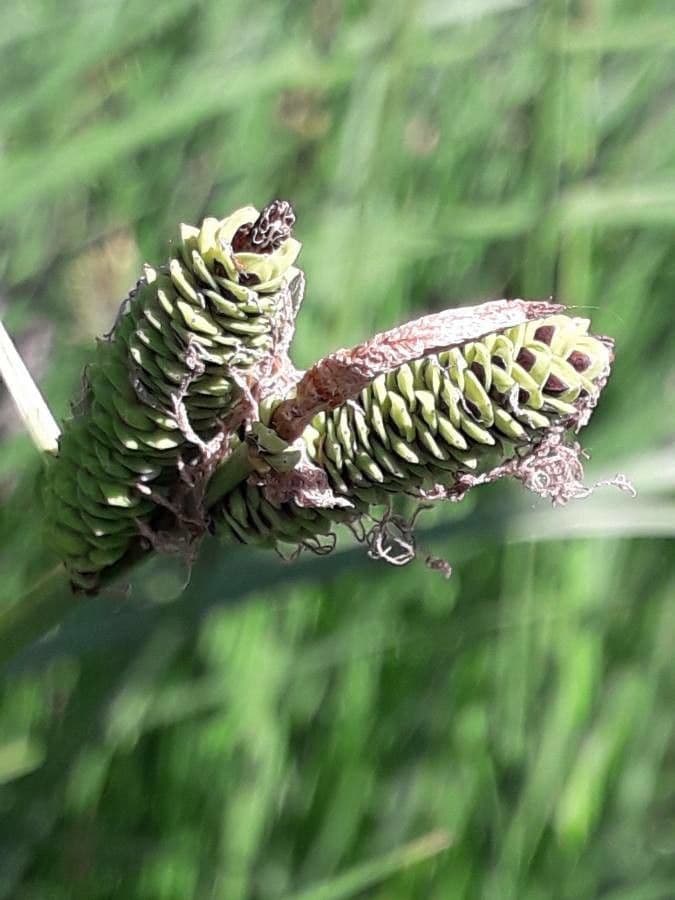 Carex paniculata