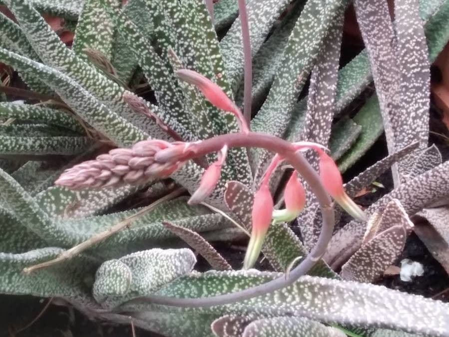 Gasteria carinata