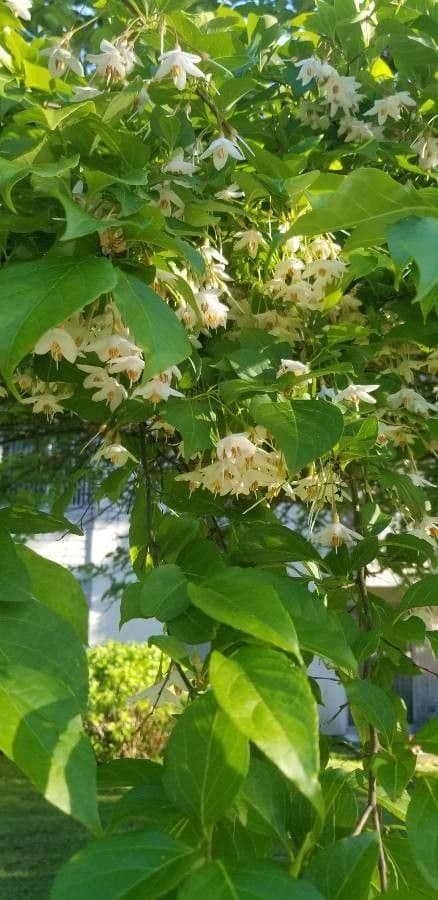 Staphylea trifolia