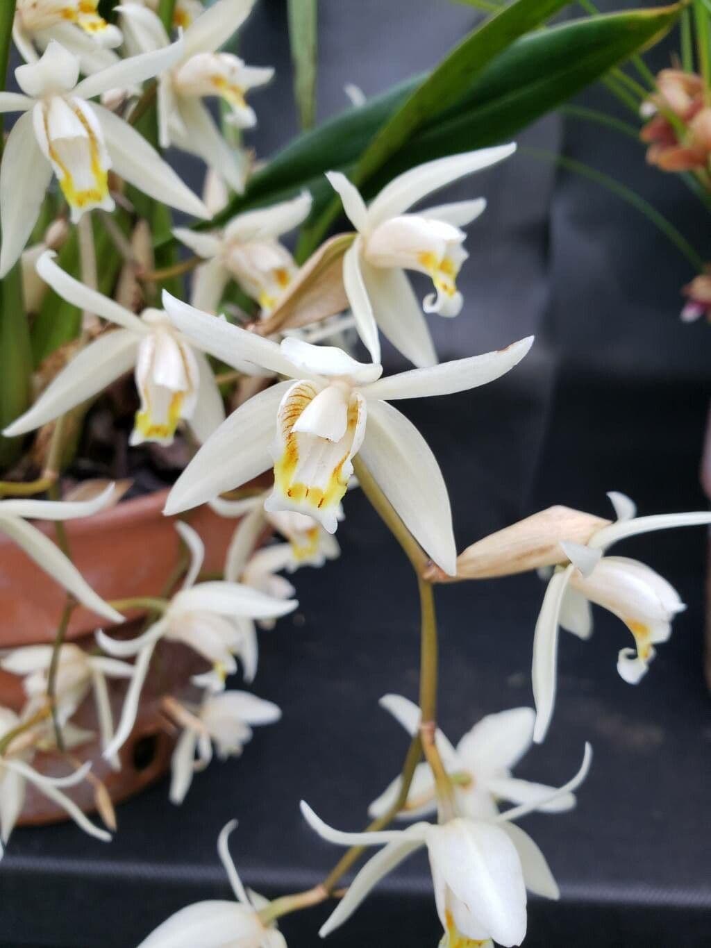 Coelogyne flaccida