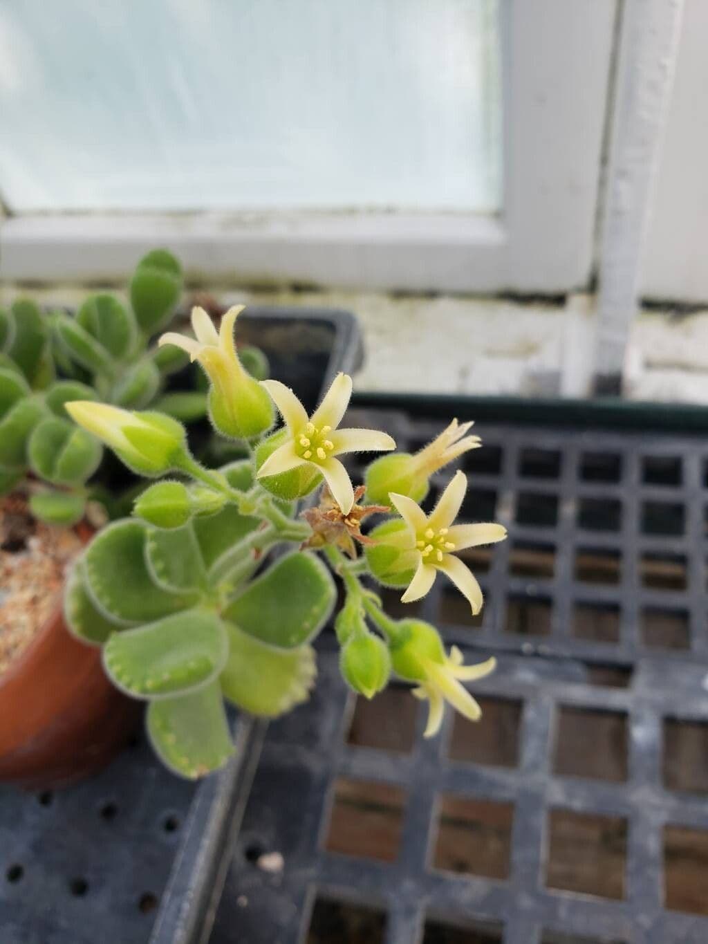 Cotyledon tomentosa