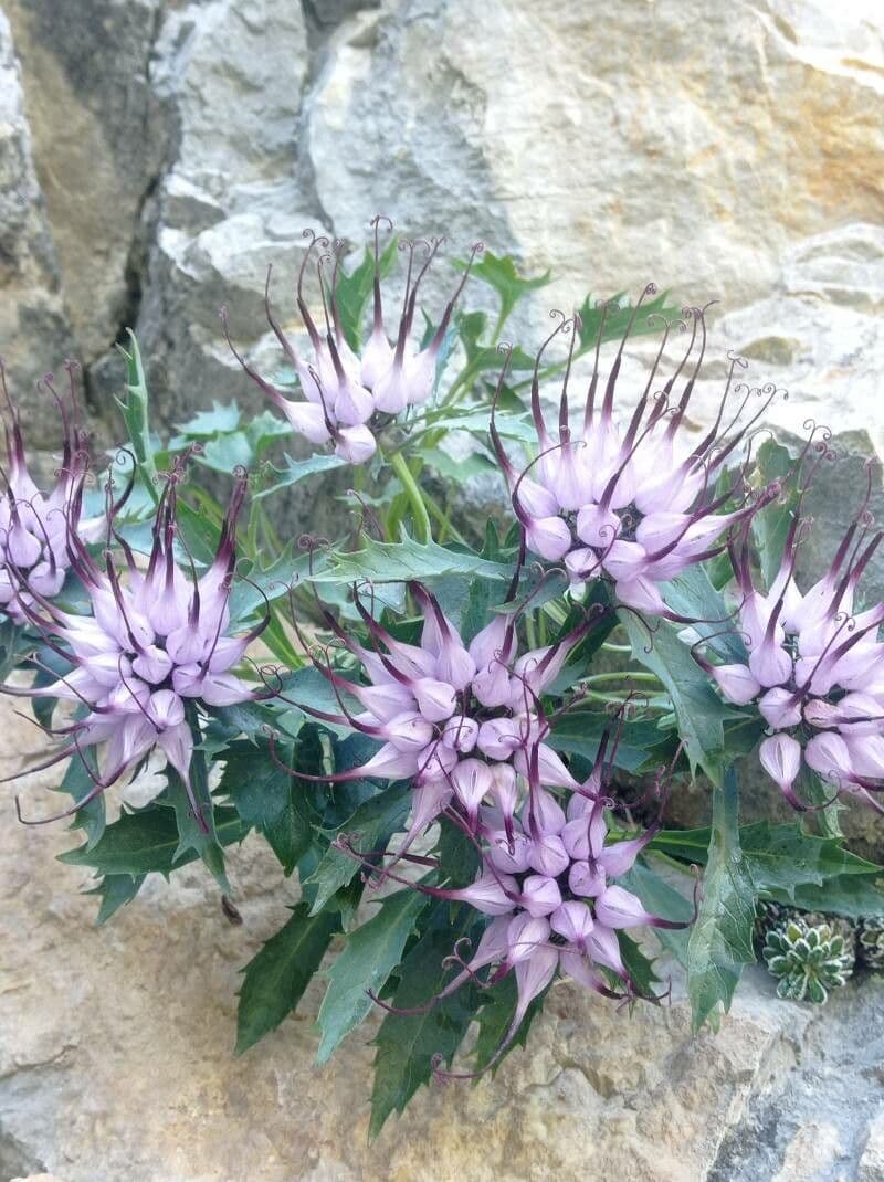 Physoplexis comosa