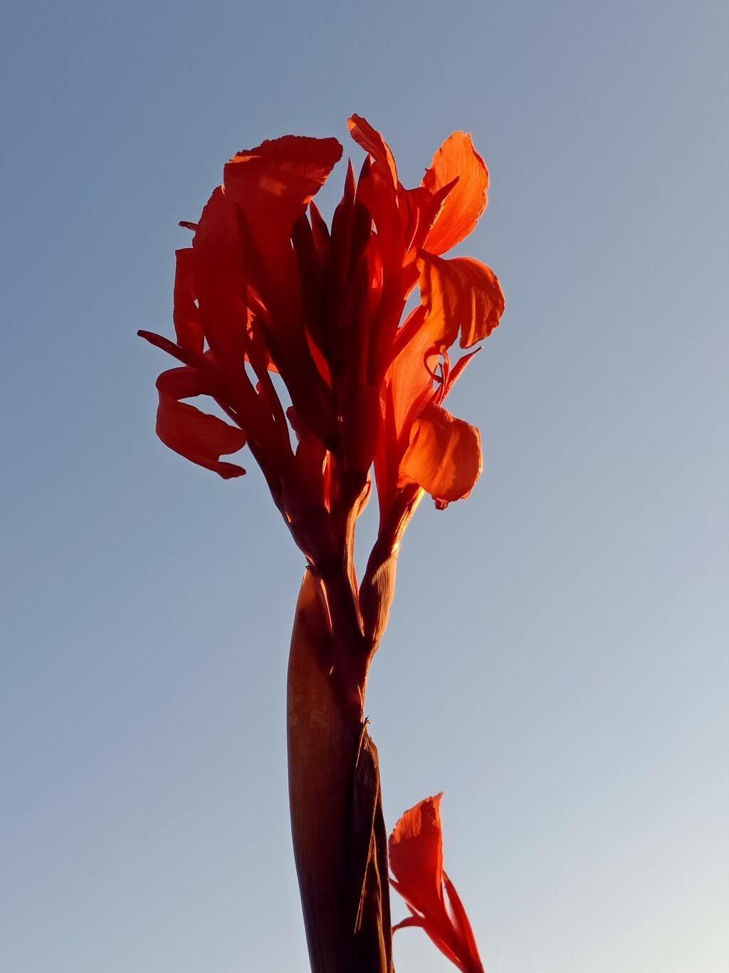 Canna indica