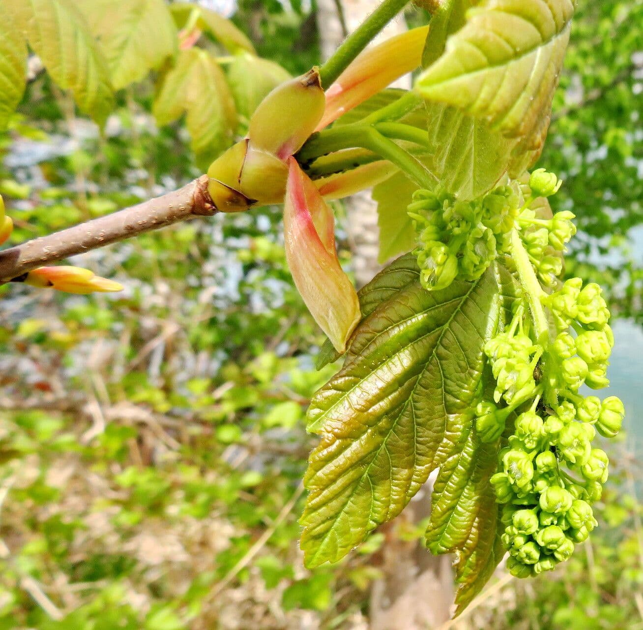 Acer pseudoplatanus