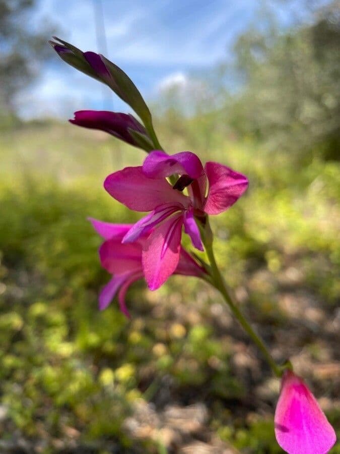 Gladiolus illyricus