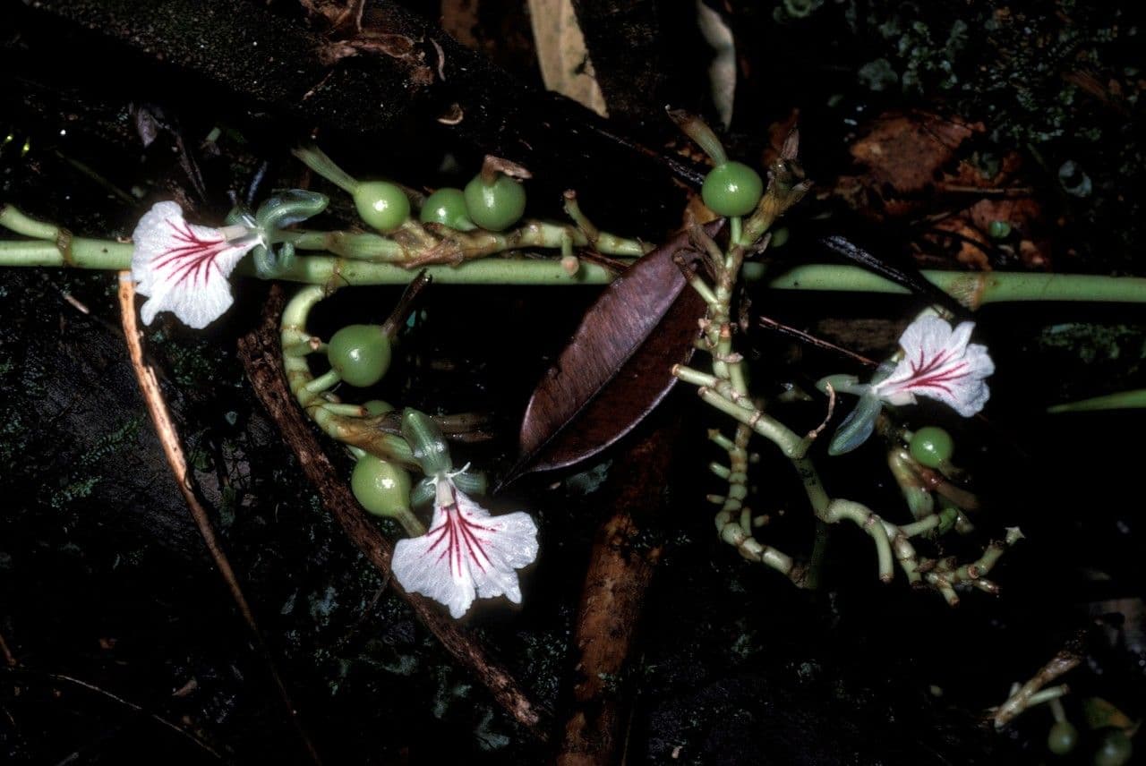 Elettaria cardamomum