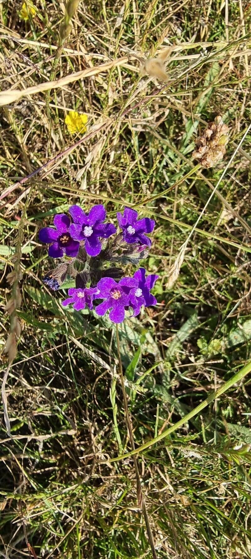 Anchusa officinalis