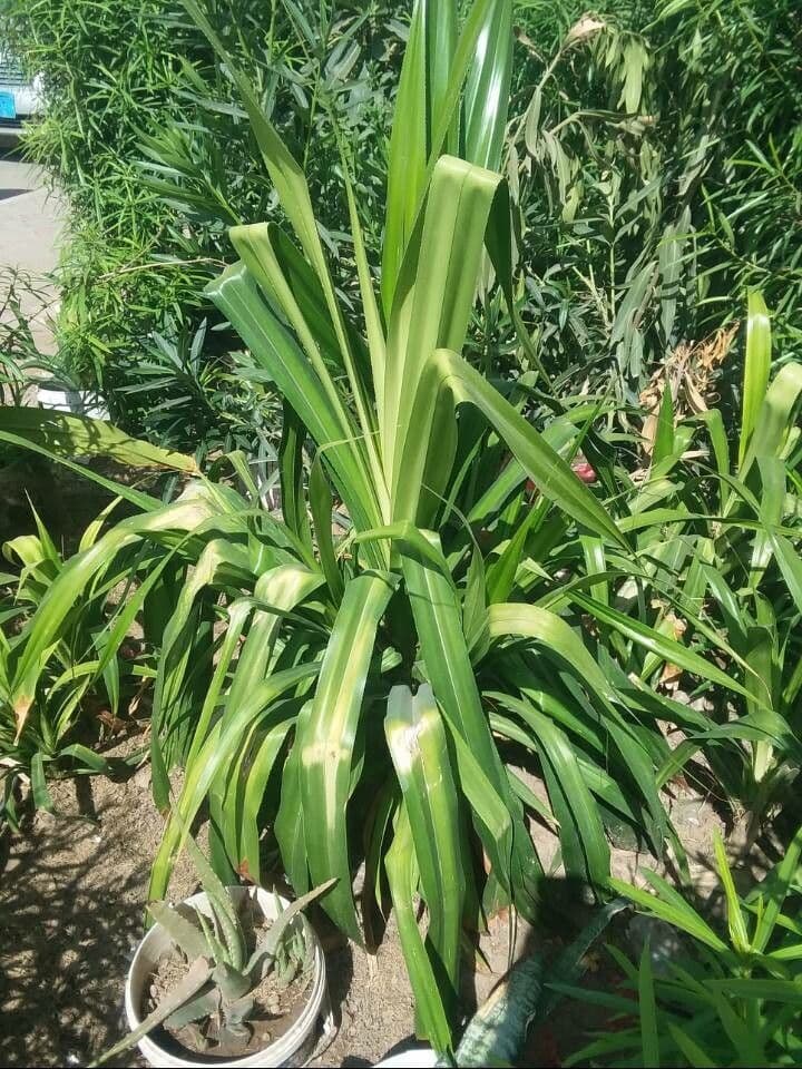 Pandanus dubius