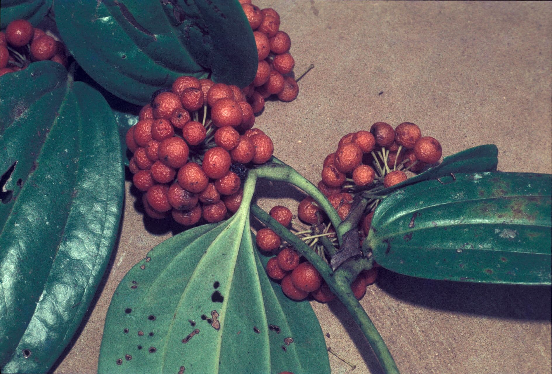 Smilax siphilitica