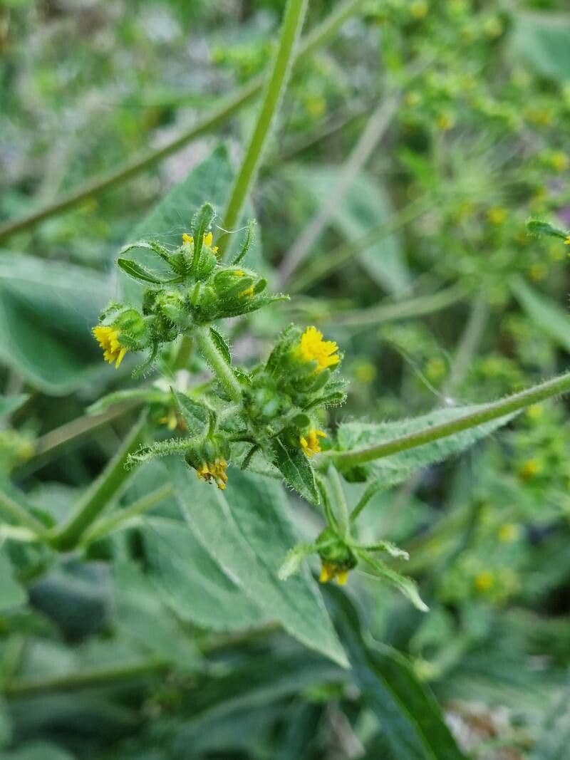 Sigesbeckia orientalis