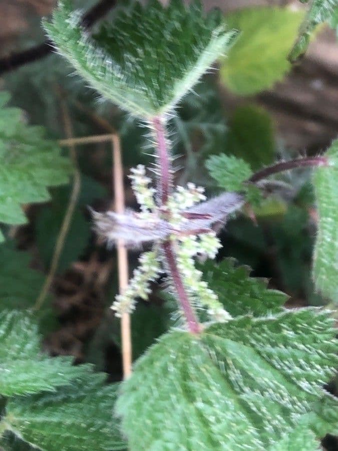 Urtica membranacea