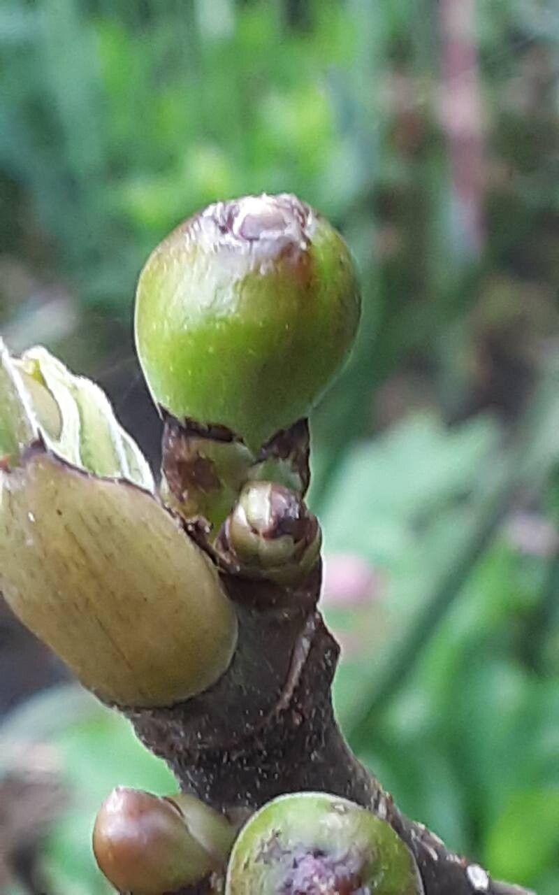 Ficus carica