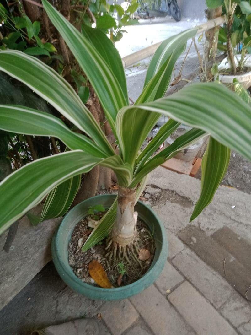 Dracaena reflexa