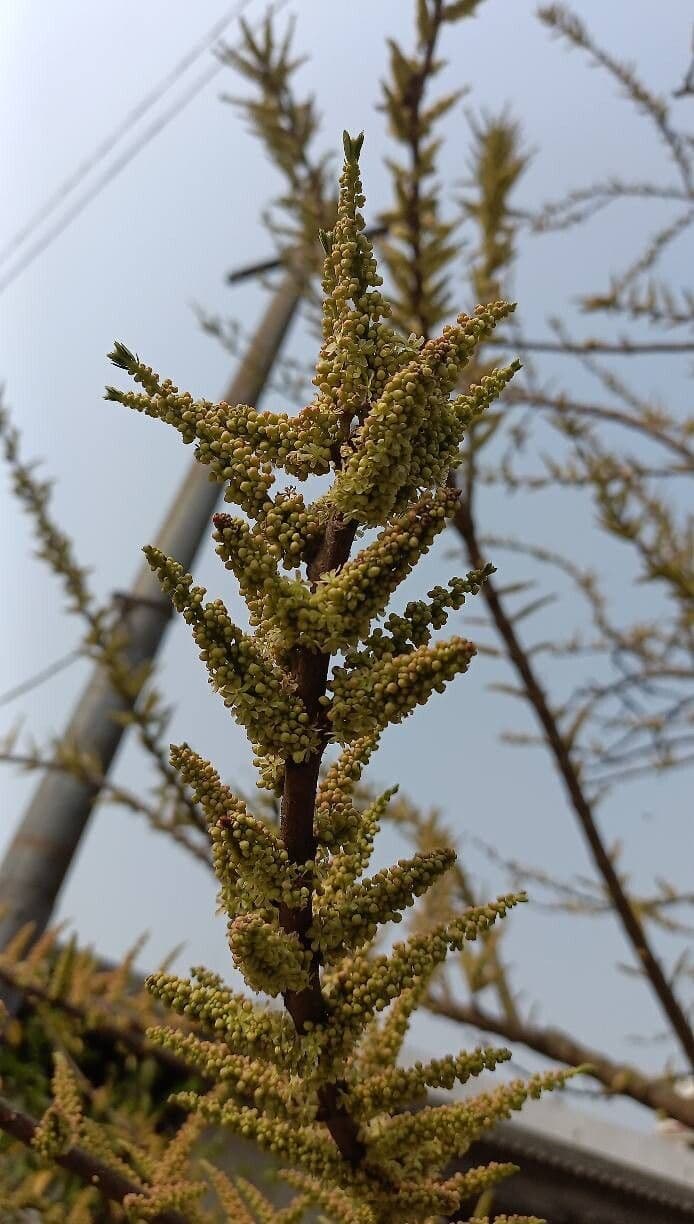 Phyllanthus emblica