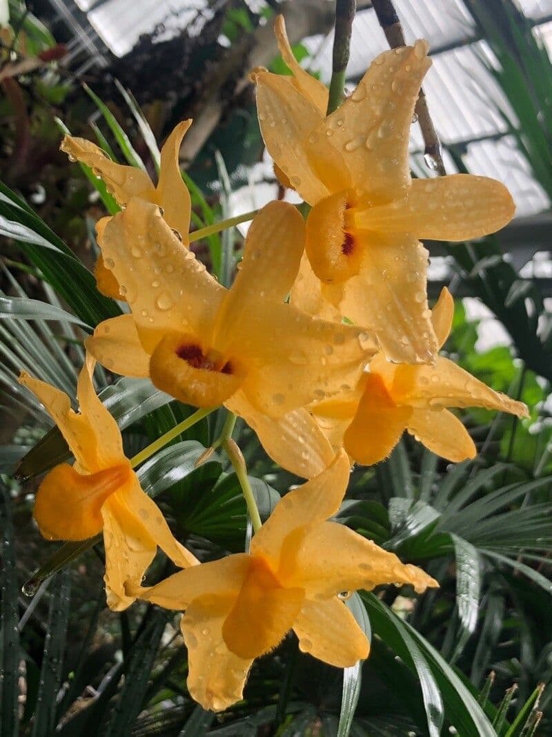 Dendrobium chrysotoxum