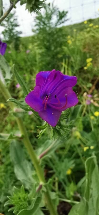 Echium plantagineum